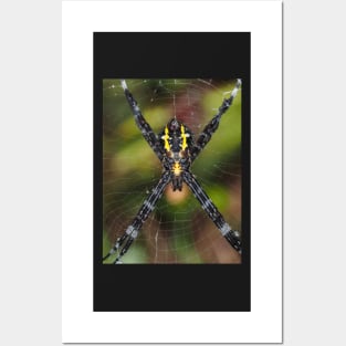 Female Hawaiian garden spider Argiope appensa Posters and Art